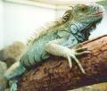 iguane